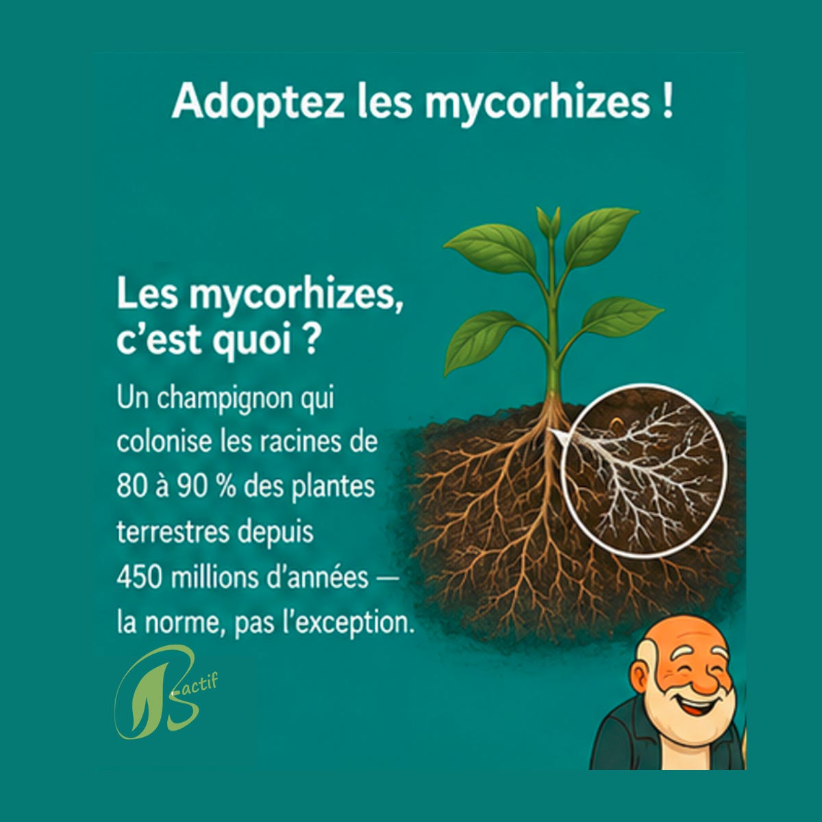 Mycorhizes sur les racines des plantes