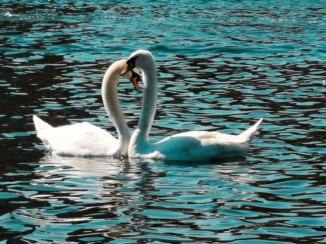 white swan on water during daytime