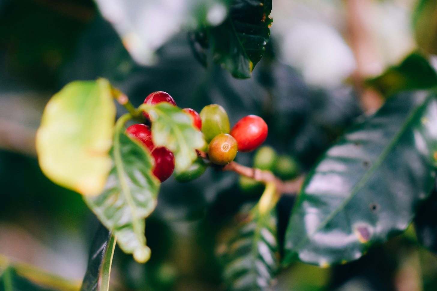 Coffee cherries still attached to the branch. Leaves blurred around them.