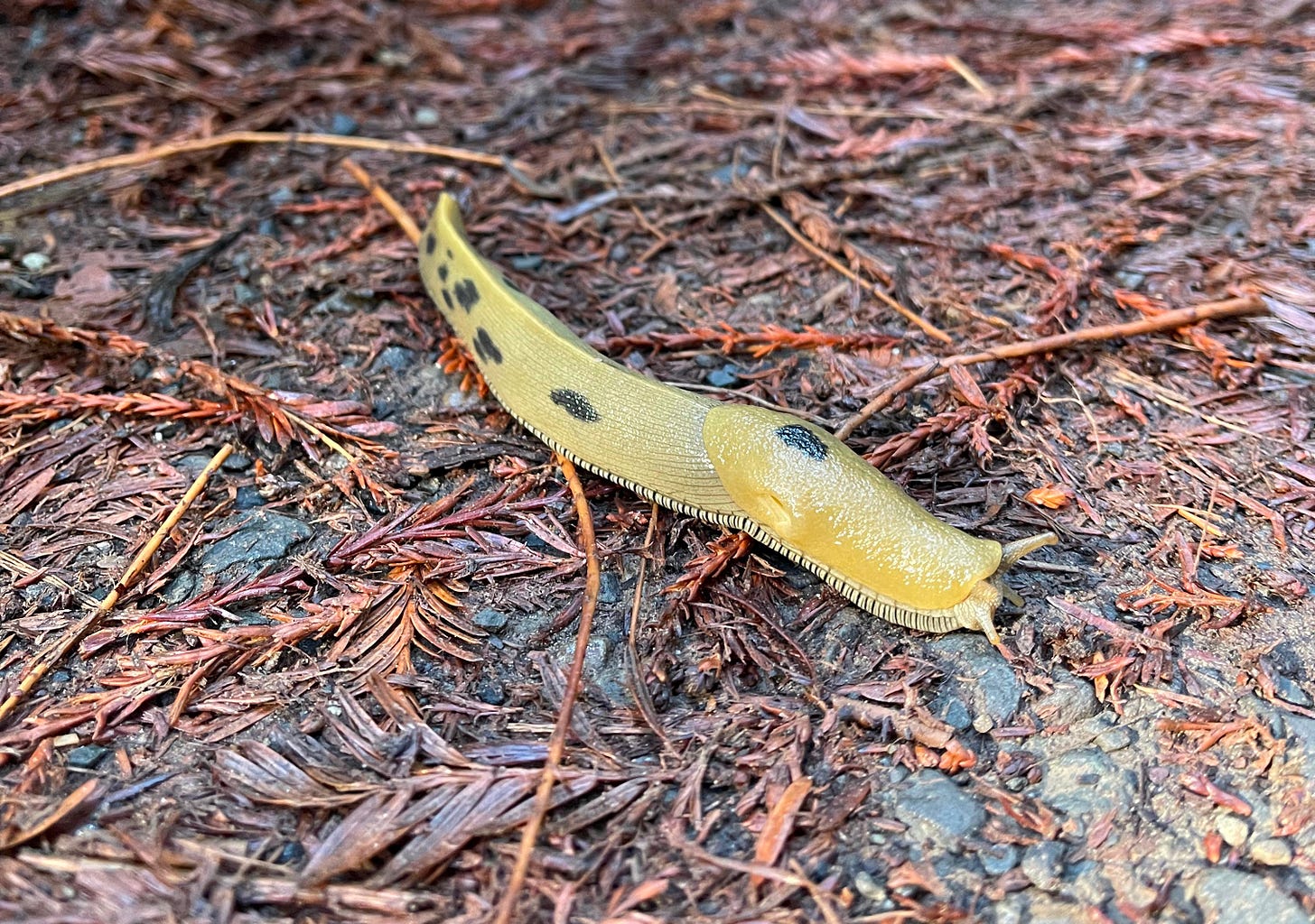 picture of a banana slug