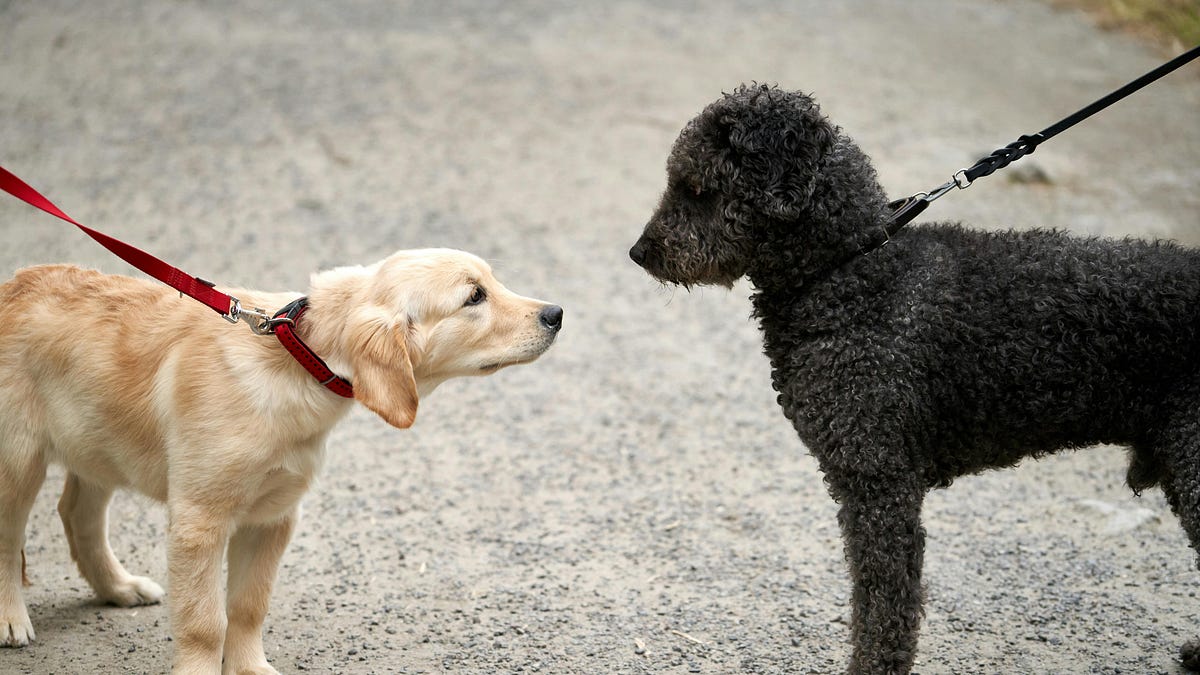 Your Dog Doesn’t Want to Meet Every Dog: What People Get Wrong About On-Leash “Socialization”