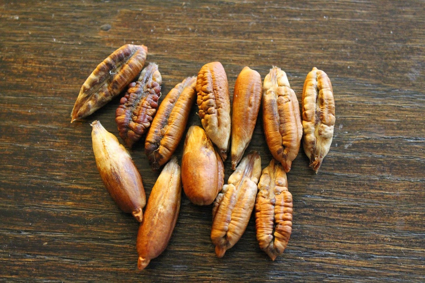 Amazon.com: 10 Medjool Date Palm SEEDS, Pits, Phoenix dactylifera Large  Fruit Mejhool Dates : Patio, Lawn & Garden