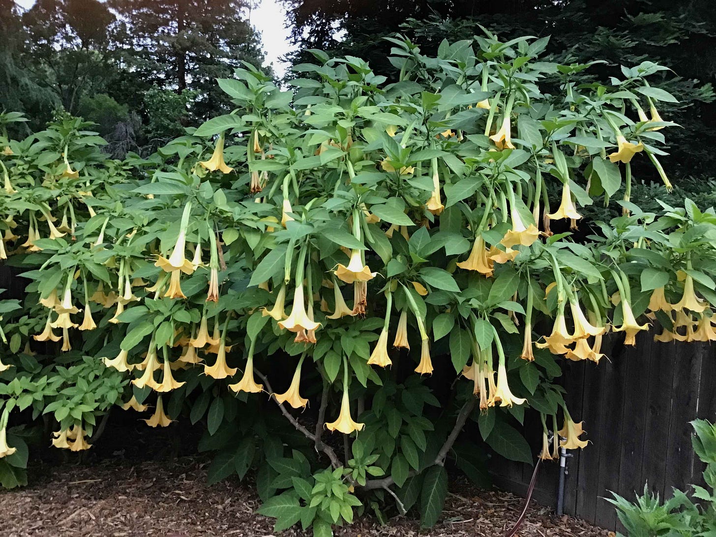 healthy brugmansia plant