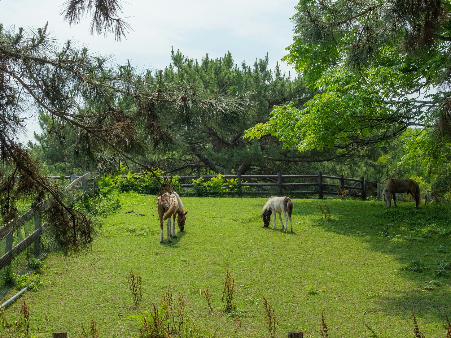 Image of horses grazing in a green pasture by inyoung jung on Unsplash.