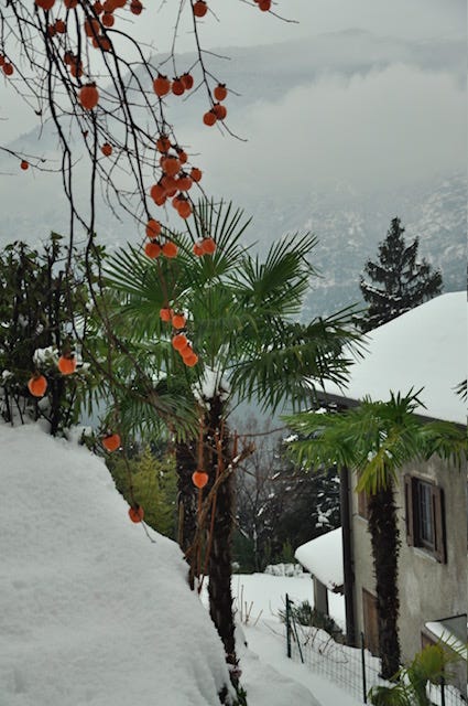 Top L-R: December 2009 snow-covered Lake Como, boarding for the seaplane tour, palm trees and persimmon in the snow, grey winter lake, a chilly seagully, view up the lake toward the Italian Alps