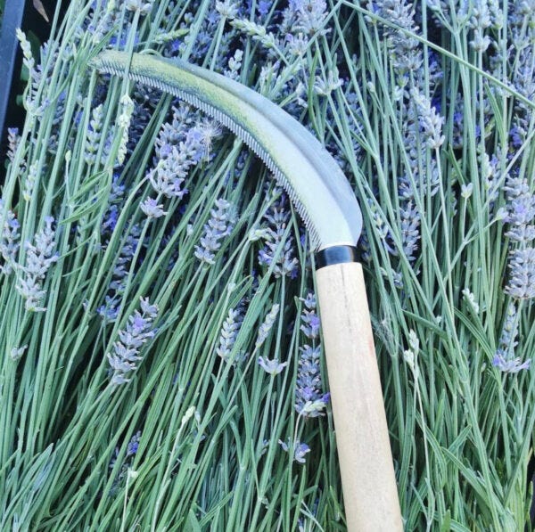 herbaceous sickle