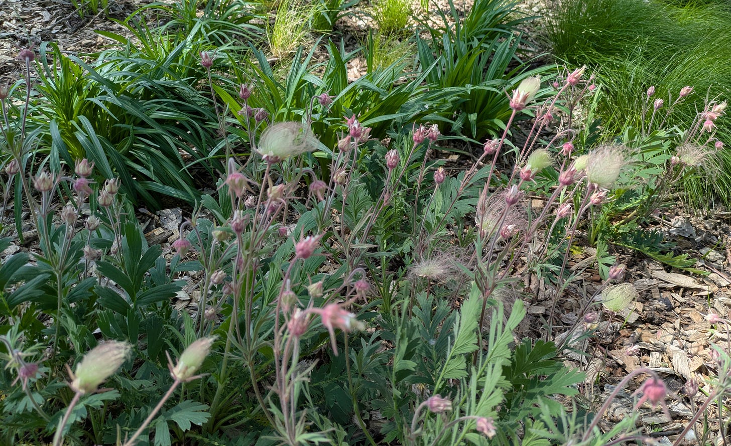 Prairie smoke plants in the foreground, some in bloom, some with the characteristic smoky seed head. Appalachian sedges and gayfeathers in the background.