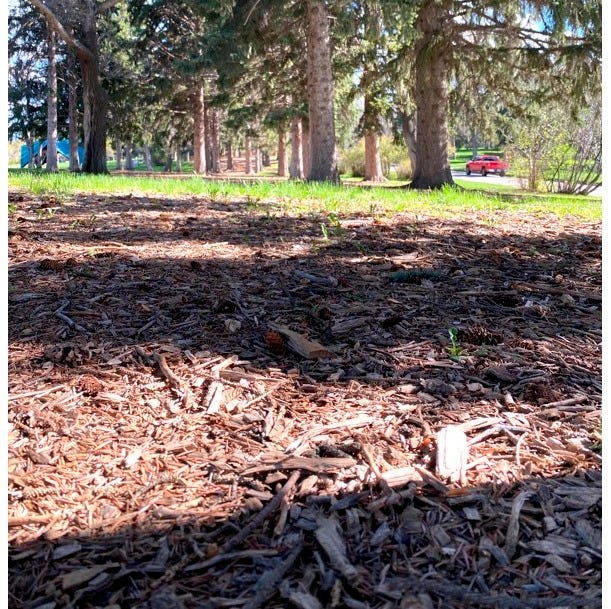 Brown bark mulch in the foreground with green grass and large trees in the background.