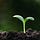 Thrivers by Sharon Heng, MD