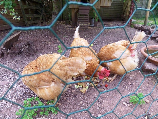 Chickens Chickens