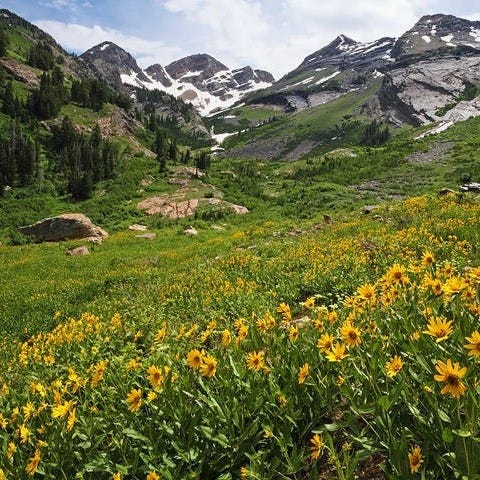 Anthropology insights