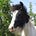 Eggsy Pony & Friends's avatar
