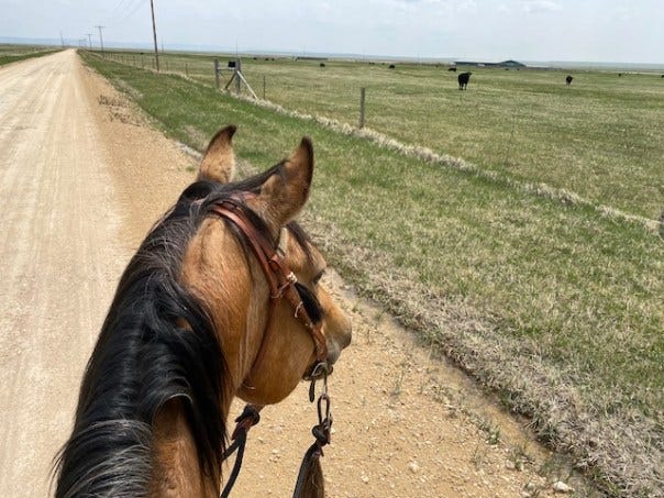 This photo is of a horse watching cattle.