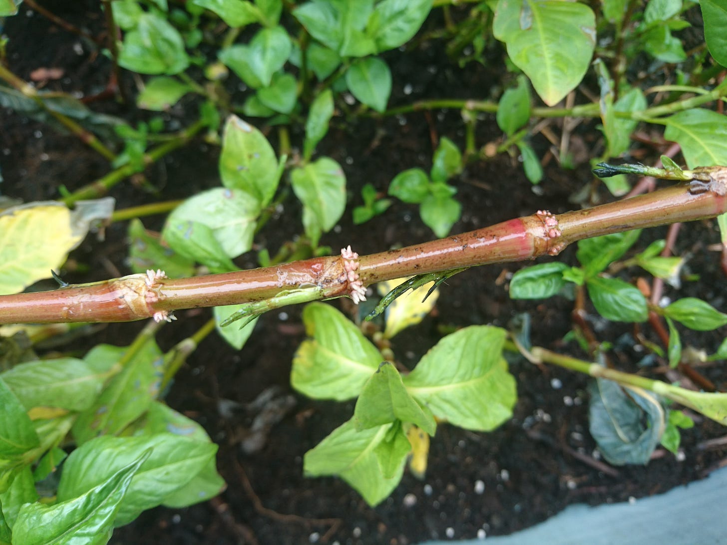 a red stem of indigo growing white roots under the seam of each node. The background is an out of focus view of indigo plants with yellow-green leaves on dark soil