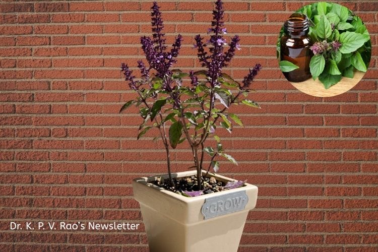 Image showing Holy Basil grown in a pot Image showing Holy Basil grown in a pot