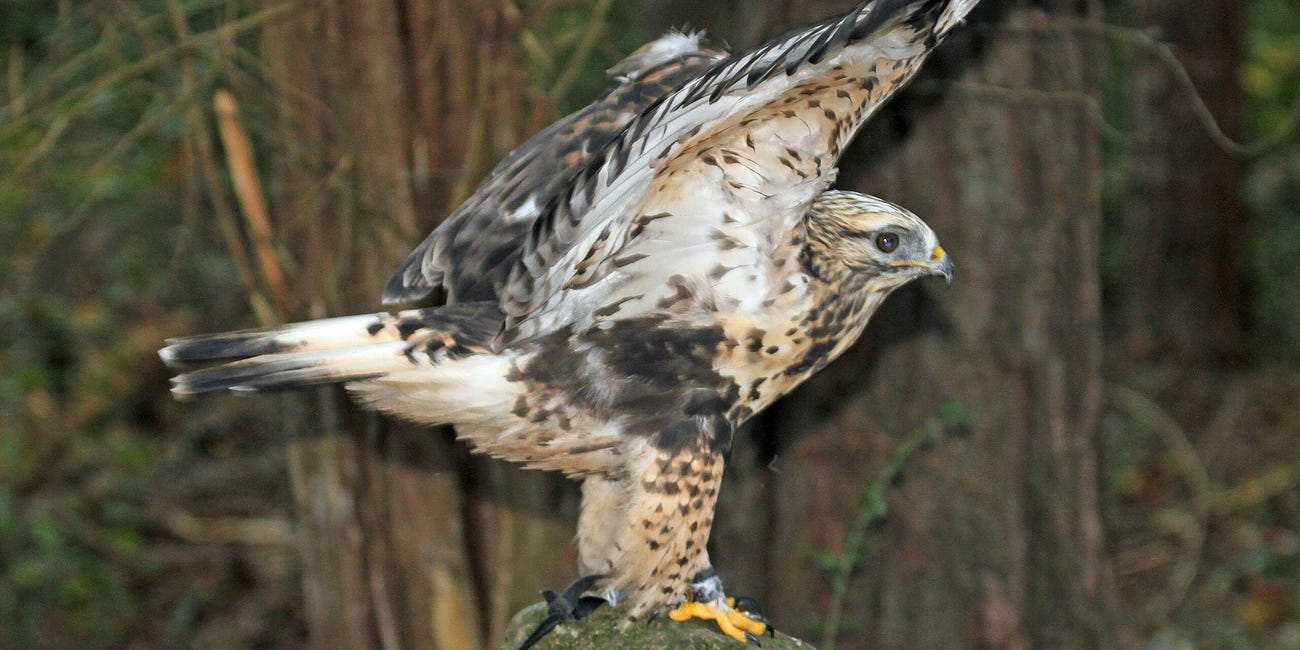 A mild winter's impact on an Arctic hawk