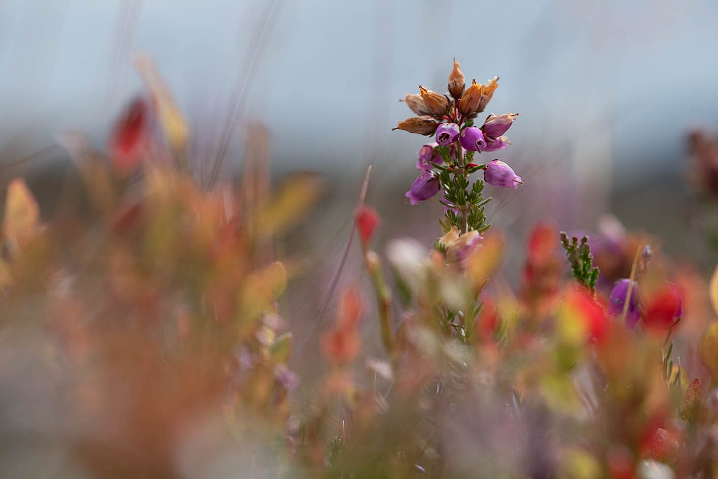 Macro shot of a purple bell heather flower in focus, surrounded by a soft blur of sun-burnt orange and red foliage.