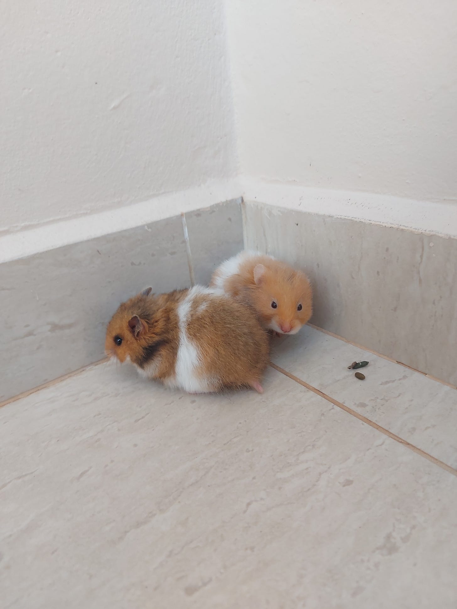 Foto de duas hamsters filhotes em um canto de uma parede. Uma hamster é marrom com manchas brancas e pretas e a outra é laranja com manchas brancas.
