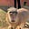 Capybara Lab's avatar