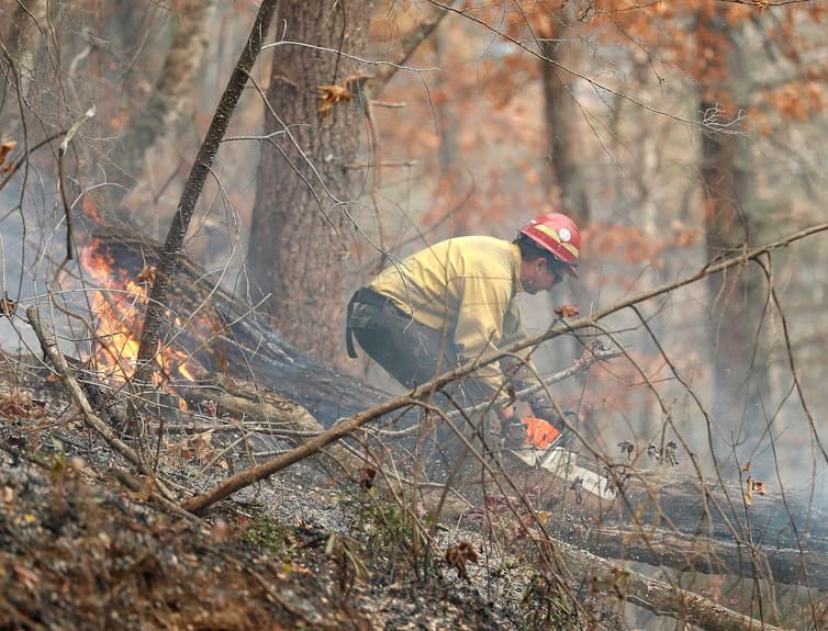 A firefighter uses a chainsaw to cut a burning tree during a wildfire in Georgia. A firefighter uses a chainsaw to cut a burning tree during a wildfire in Georgia.