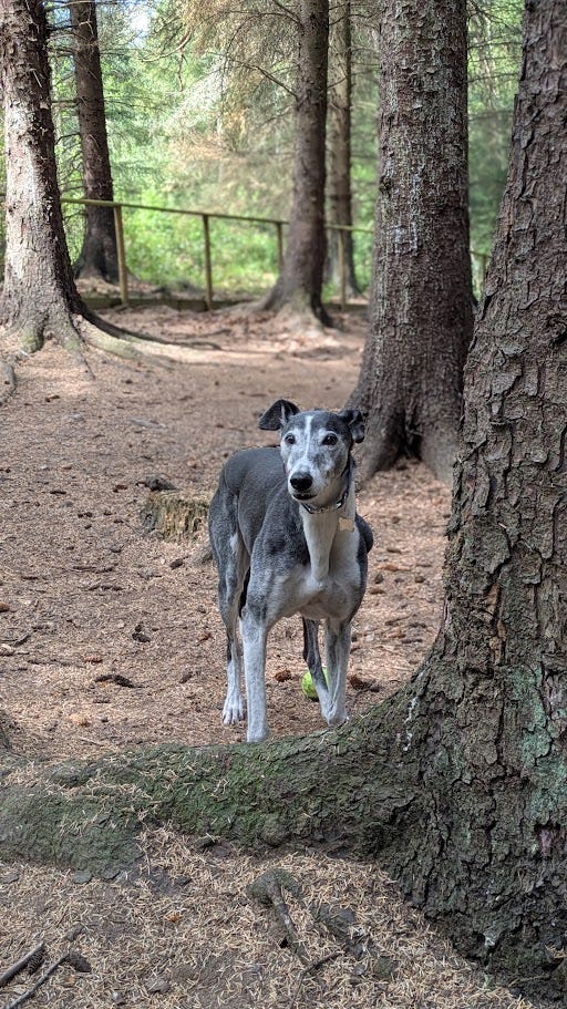 A senior greyhound with black fur and a white belly and face, standing beside a big tree in a sunny woodland area.