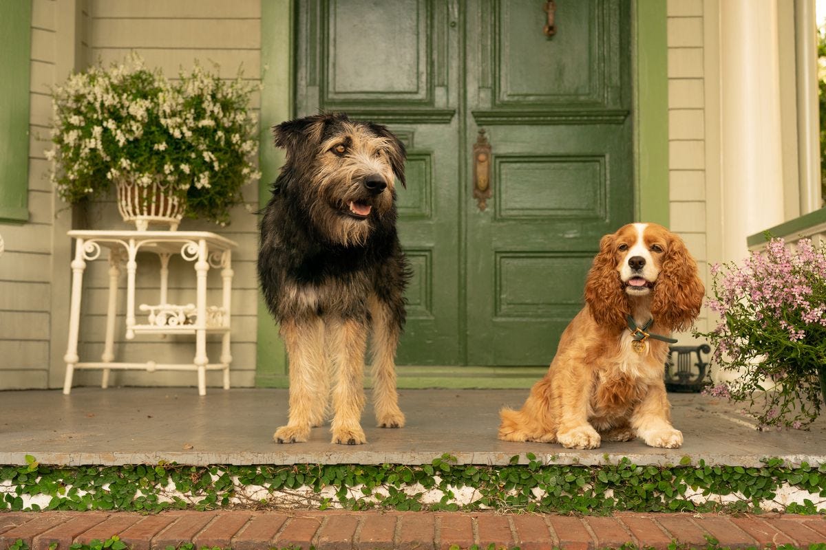 Lady and the Tramp review: Disney Plus is like a woke theme-park ... Lady and the Tramp review: Disney Plus is like a woke theme-park ...