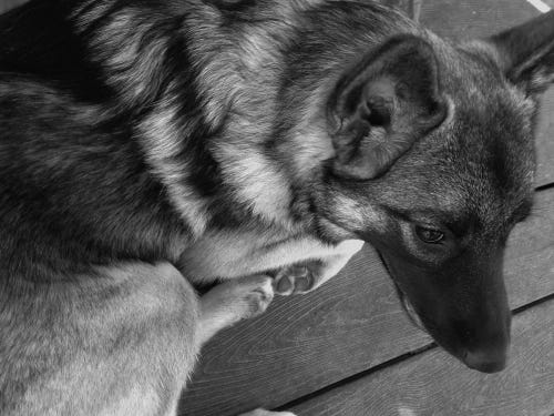Thora, the Writer Elkhound, is a masterpiece in tones of grey.