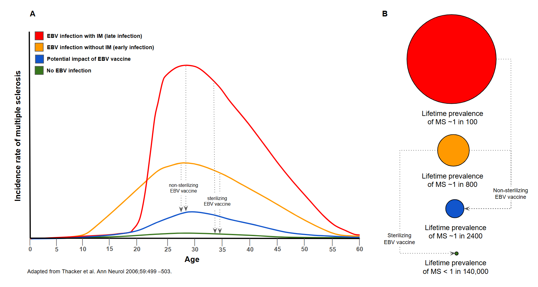 オスカー・ニューマイヤー　Curves of Irreverence Q&A 78: ocrelizumab or anti-CD20 therapies and measles