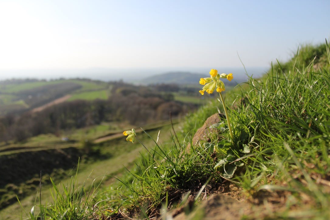 Primula veris | cowslip Primula veris | cowslip