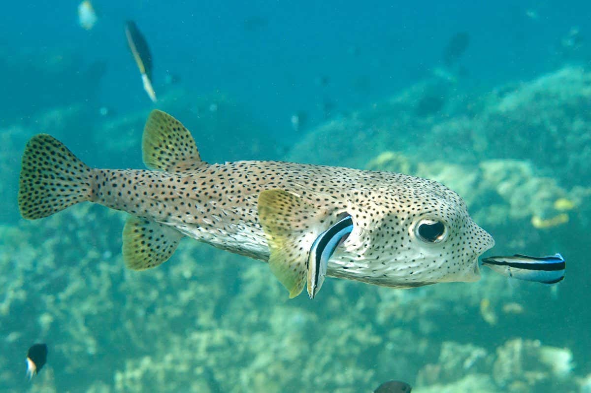 Fish: Female cleaner wrasse cheat when male partner is out of view | New  Scientist