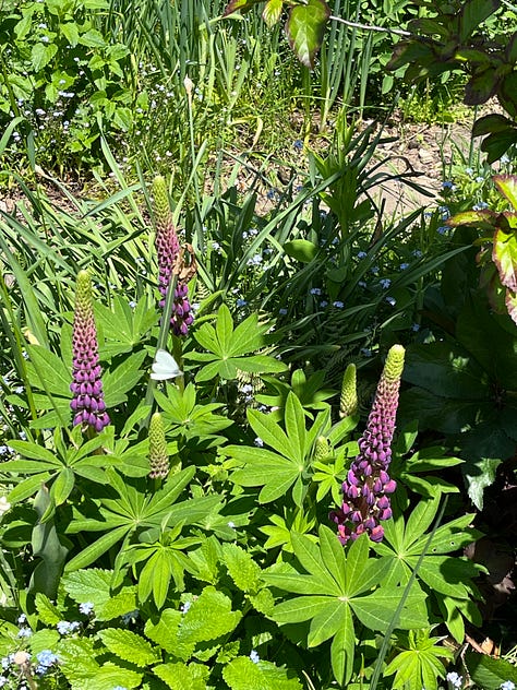 asparagus, arugula, front planter, Vancouver Mystic Gem clematis, plants ready to go out, lupine 'Masterpiece', Paradise garden after rain, Boulevard native garden, replanted cercis 'Flamethrower' (aka 'Eternal Flame')
