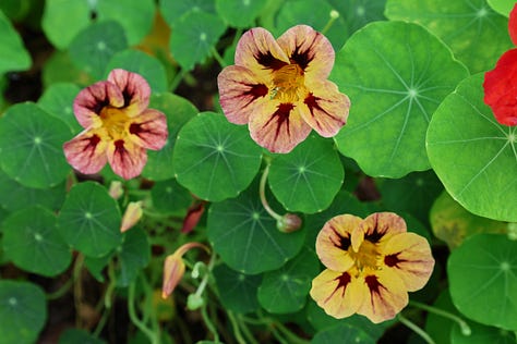 nasturtium flowers