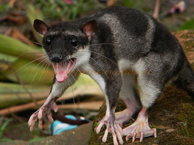 r/awwwtf - This is the water opossum. Note the creepy little people hands.