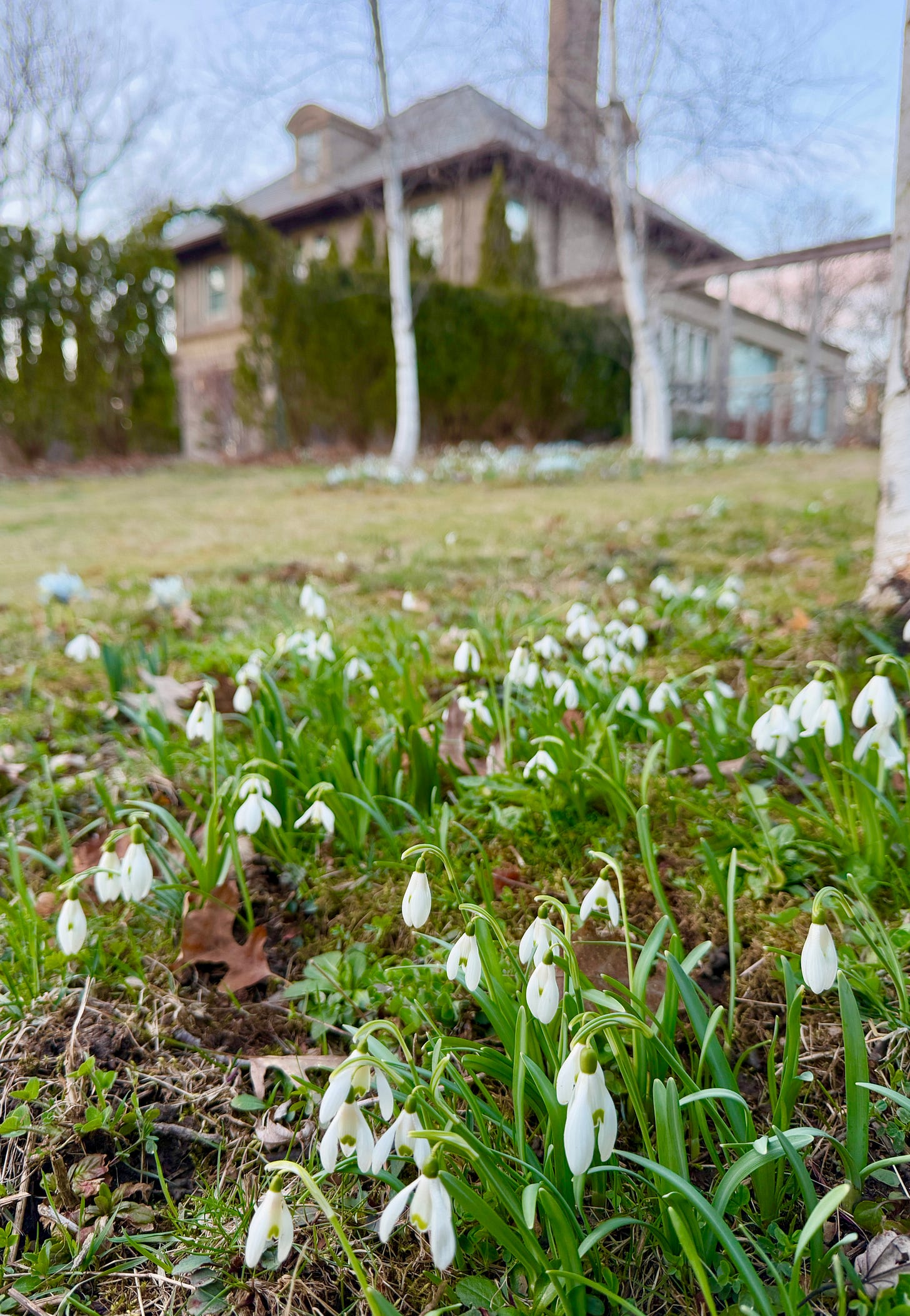 A Galanthus nivalis in the Birch Walk that we found growing back by the pond when we arrived at Havenwood. A Galanthus nivalis in the Birch Walk that we found growing back by the pond when we arrived at Havenwood.