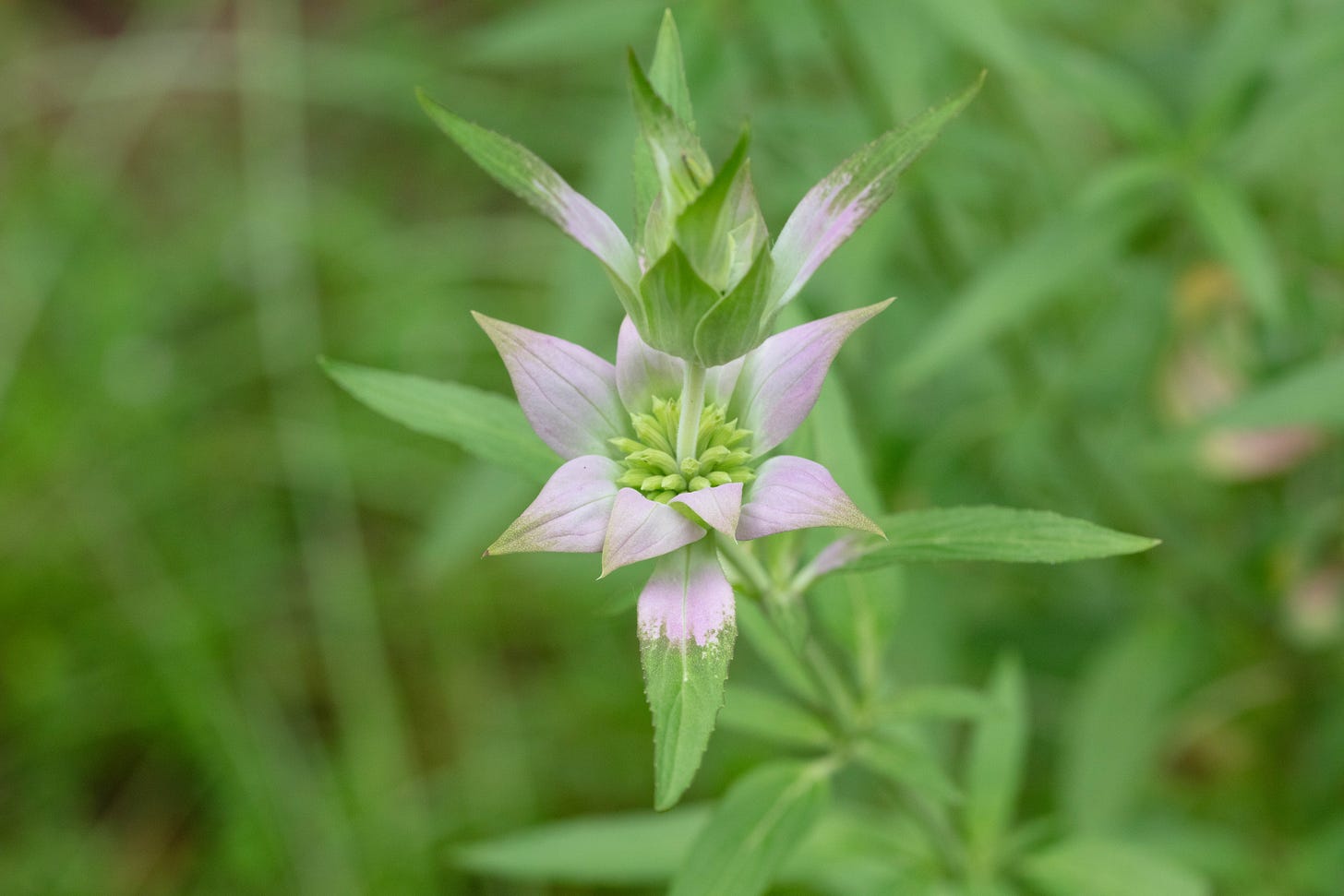 Spotted beebalm plant with lavender bracts, green leaves, and greenish-yellow flower buds.