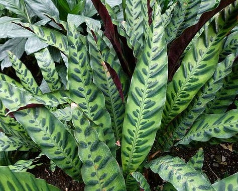 Popular members of the Marantaceae