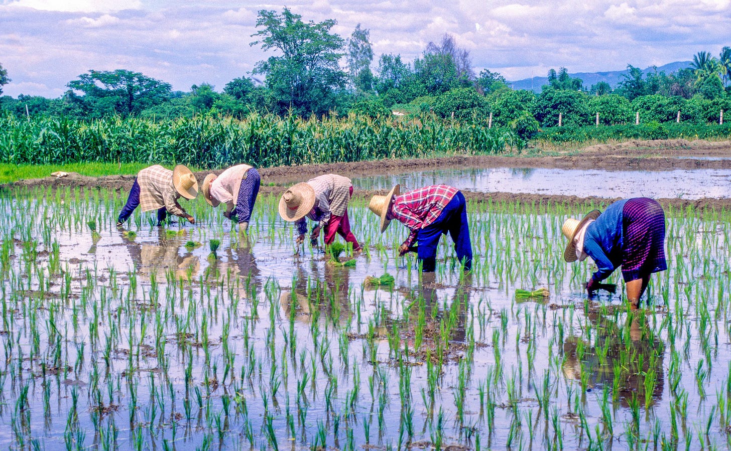 Weather and rice goddess are central to Thai farmers' lives – a good  harvest is the difference between feast and famine | South China Morning  Post