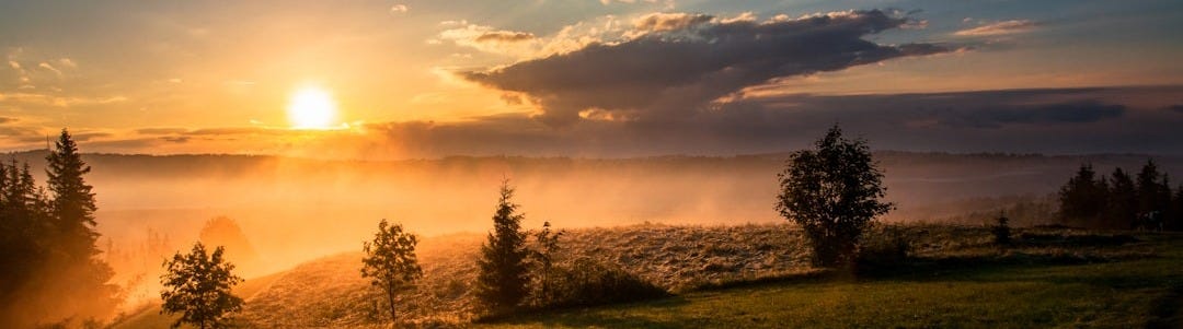 trees under cloudy sky during sunset