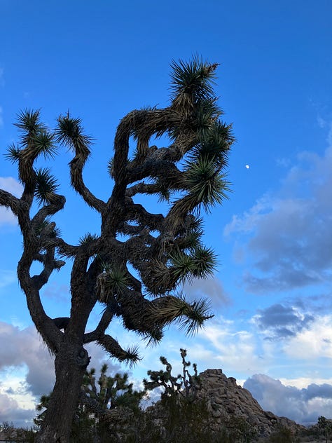 Joshua trees and boulders in the national park