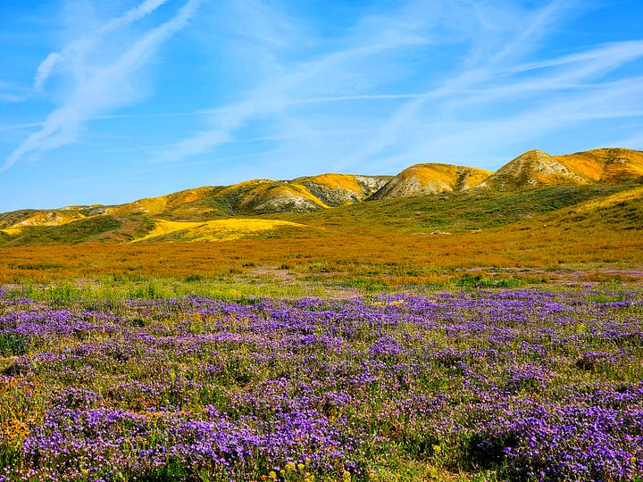 Fields and hills covered in grass and many colors of wildflowers, patched together under semi-clear skies