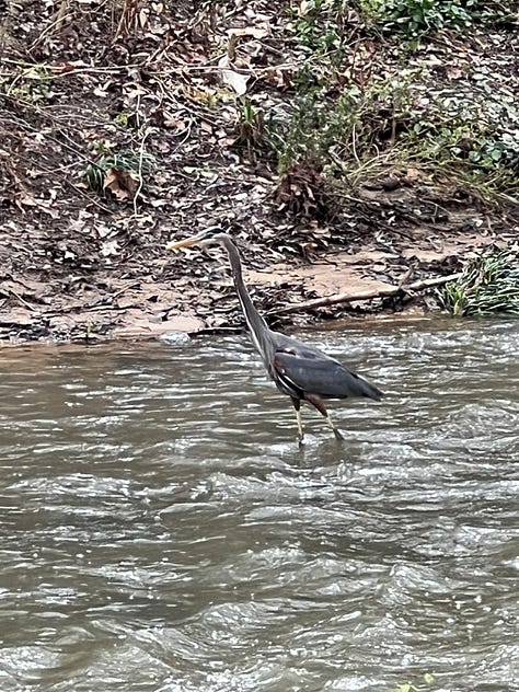 Great blue herons at the Jemison Park Trail.
