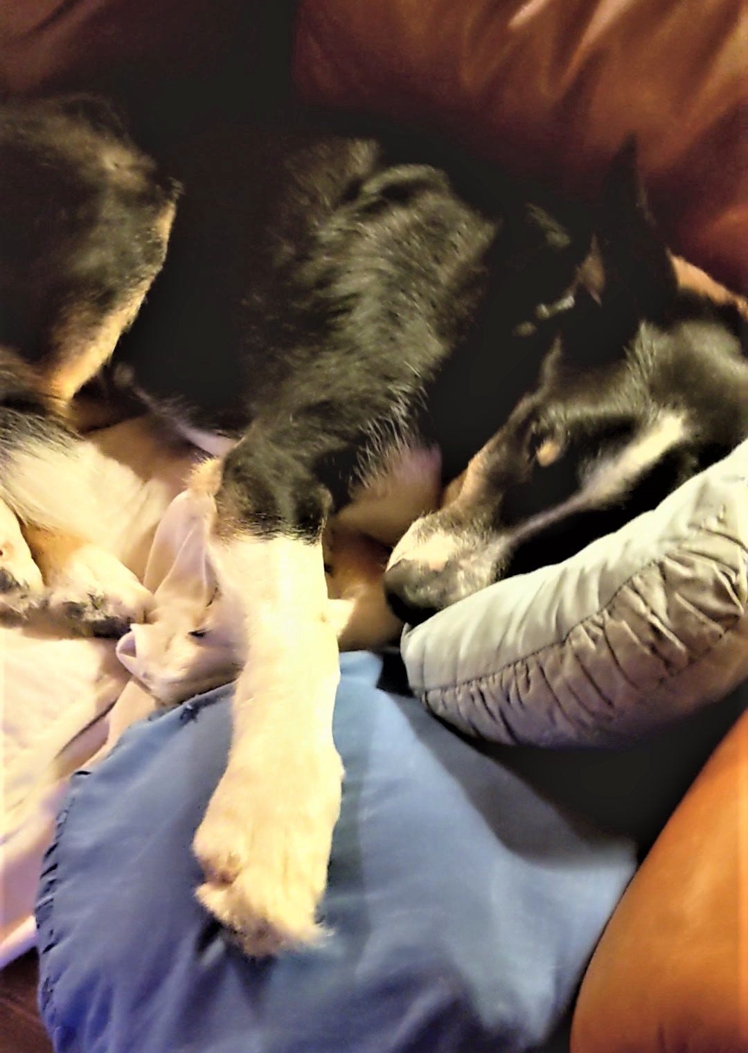 Dog Sleeping with Pillows Dog Sleeping with Pillows