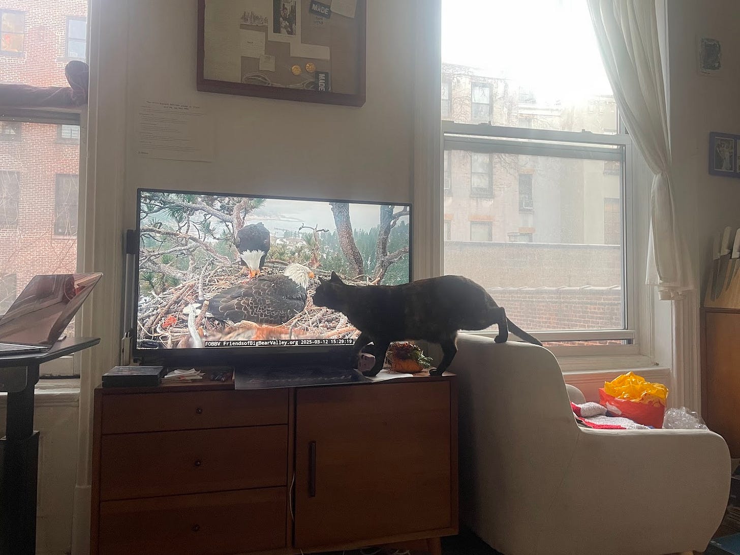 A cat walking in front of and staring at a TV that has two bald eagles in a nest.