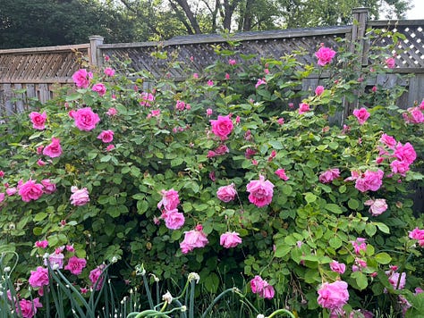 Zéphirine Drouhin, Benjamin Britten, Duc de Cambridge, Carefree Beauty, Grace, floating roses