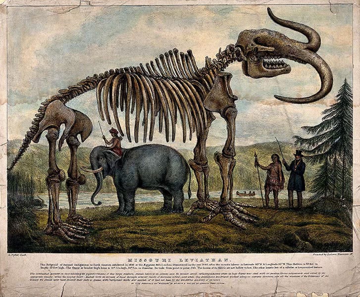 Lithograph of the Missouri Leviathan, a bizarre rendition of a mammoth with extra gnarly tusks, spines, and clawed feet Lithograph of the Missouri Leviathan, a bizarre rendition of a mammoth with extra gnarly tusks, spines, and clawed feet