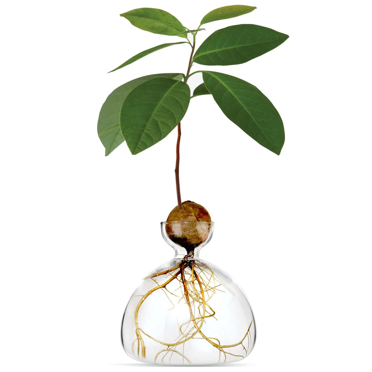 A plant growing in a glass vase

Description automatically generated