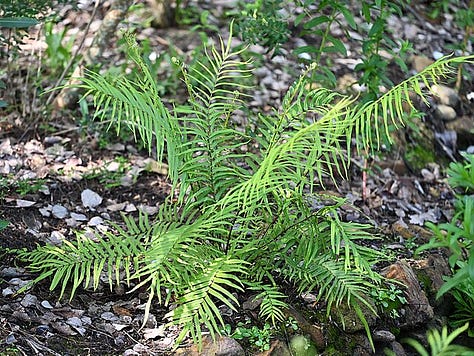 Pteris multifida, Pteris vitata, um... arsenic