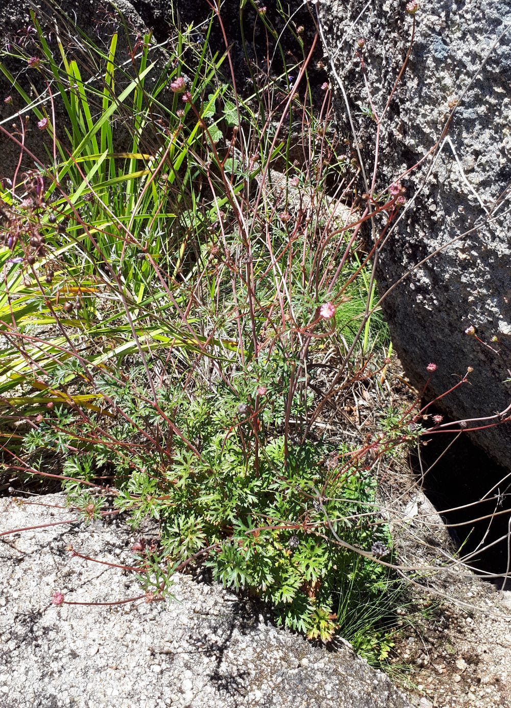 Trachymene incisa [plant cropped & sml].jpg