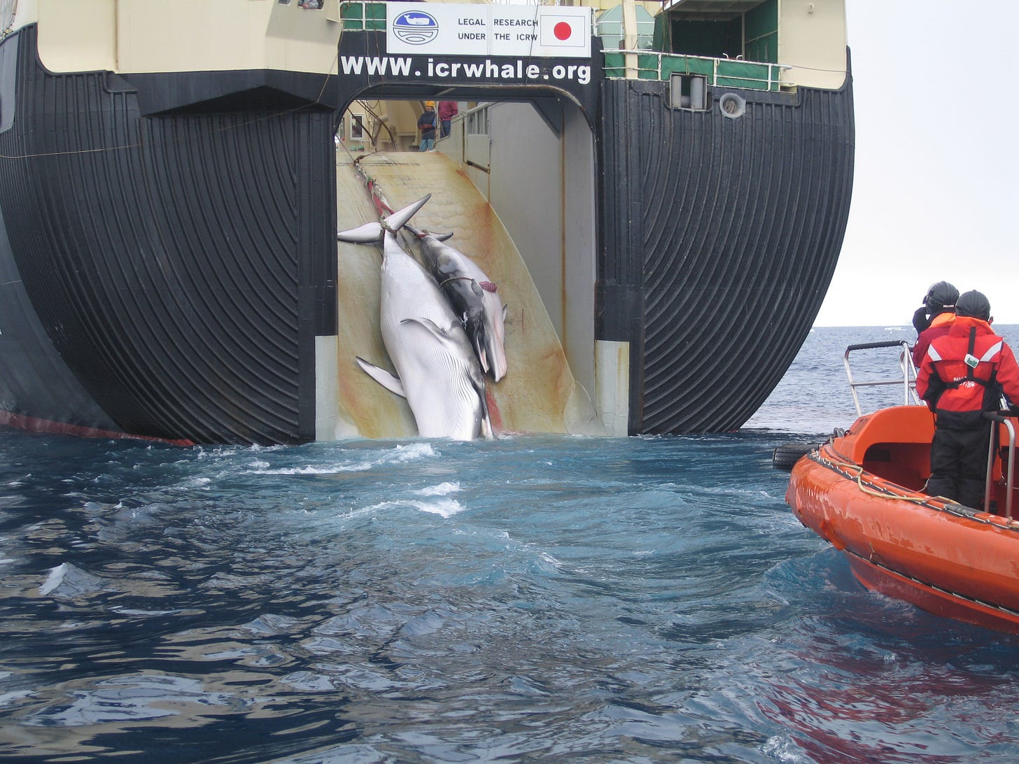 Whaling factory vessel, Nisshin Maru, hauling in dead Minke whales Whaling factory vessel, Nisshin Maru, hauling in dead Minke whales