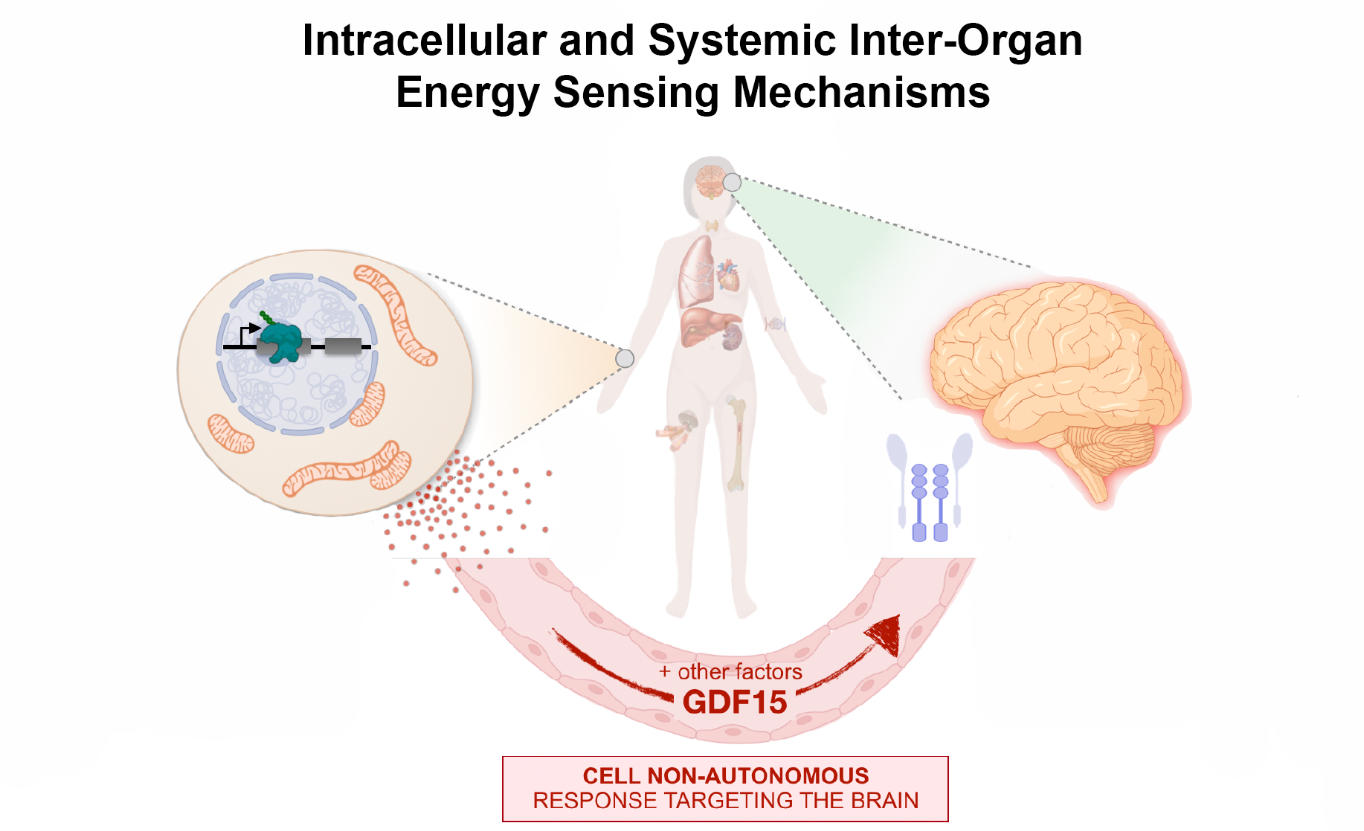 A figure showing intracellular and systemic inter-organ energy sensing mechanisms. GDF15 and other factors released from cells circulate through the blood and bind with receptors in the brain. 